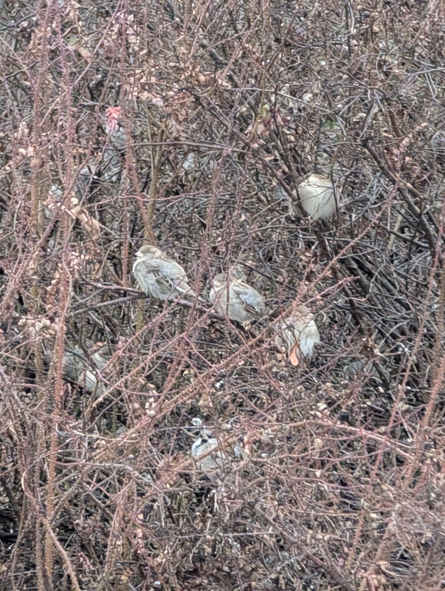 House Sparrow - ML645995323