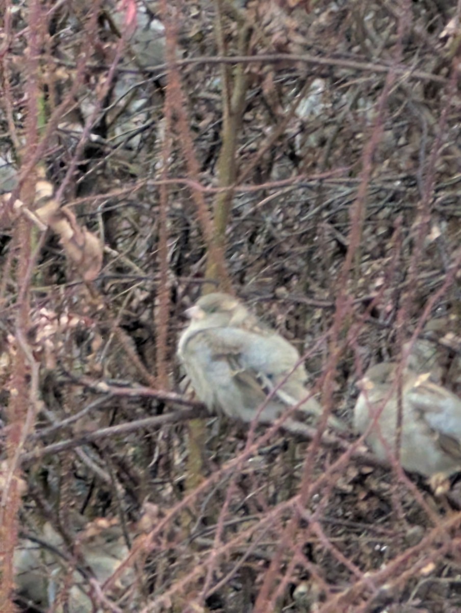 House Sparrow - ML645995324