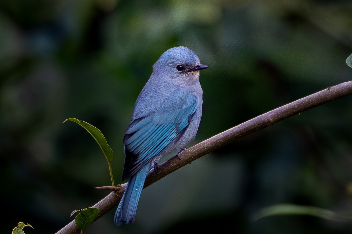 Verditer Flycatcher - ML645995325