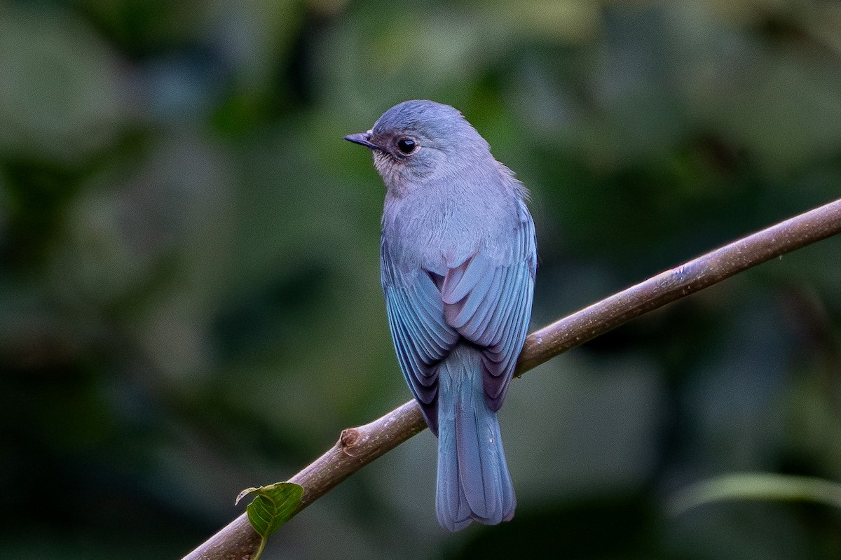Verditer Flycatcher - ML645995326