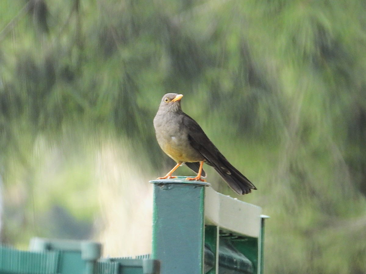 Karoo Thrush - ML645995327