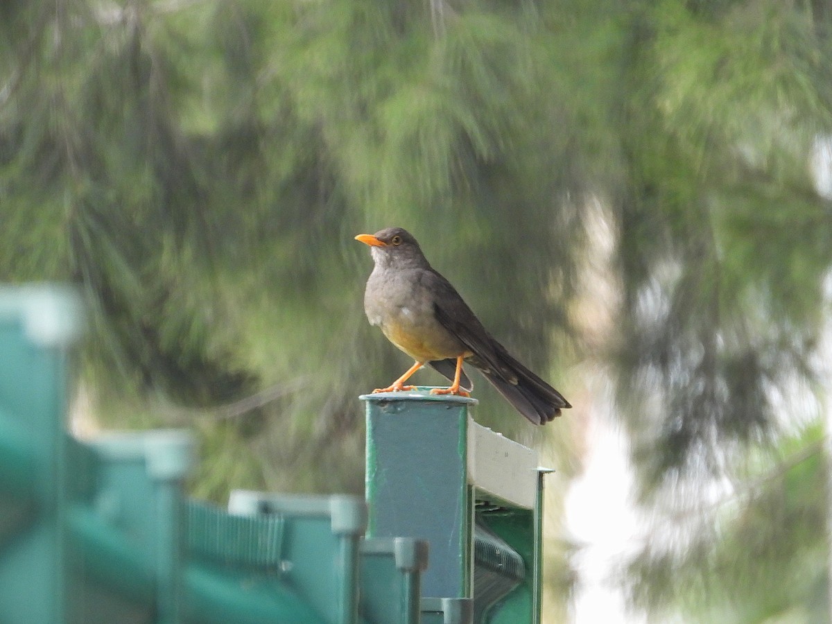Karoo Thrush - ML645995328