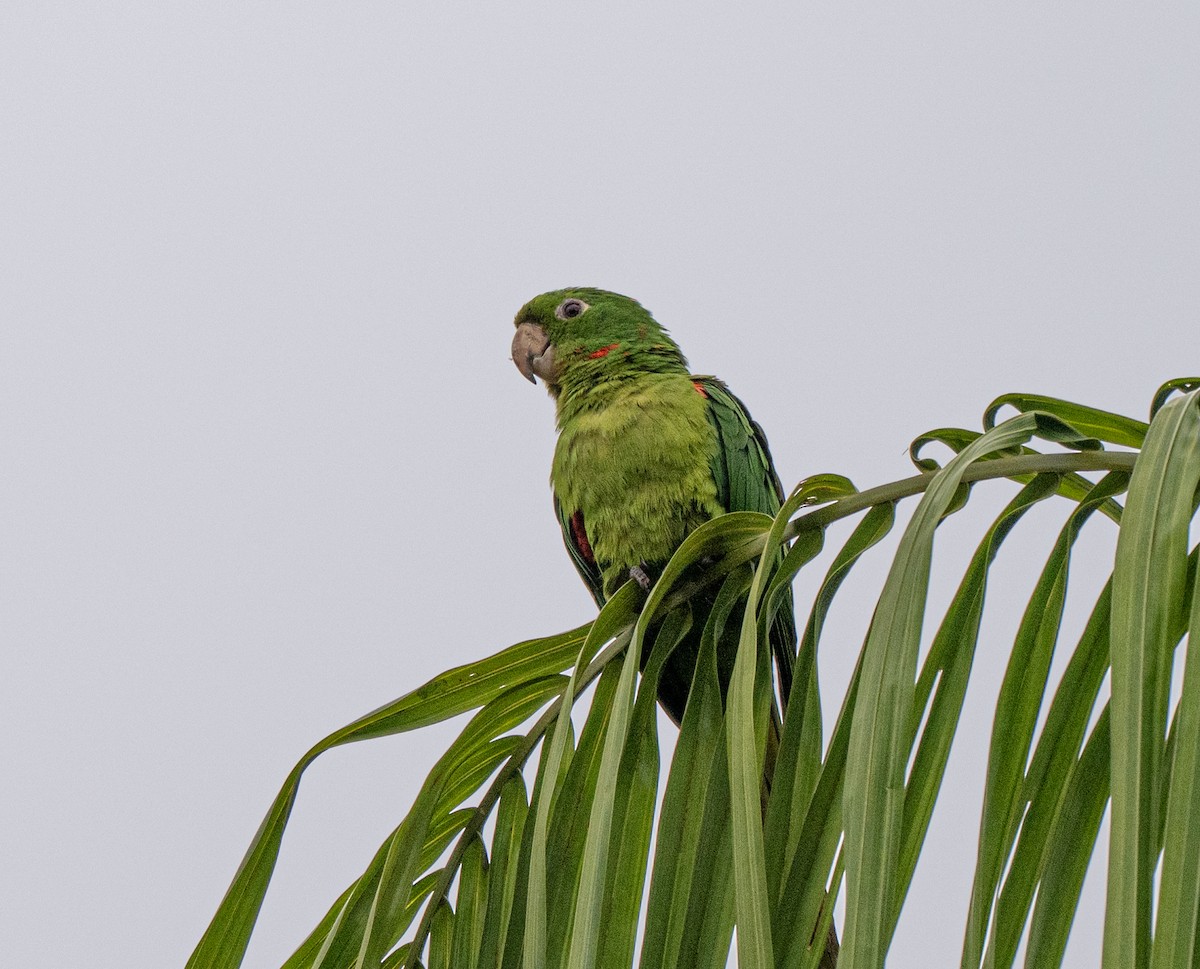 White-eyed Parakeet - ML645995329