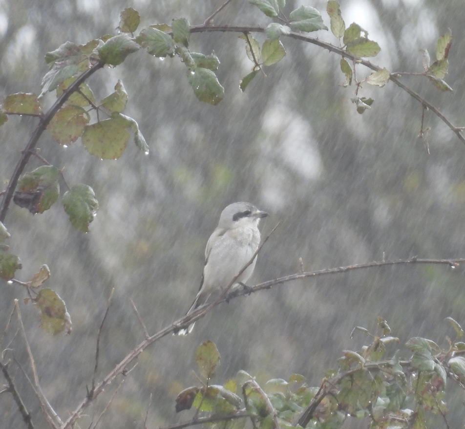 חנקן צפוני - ML645995332