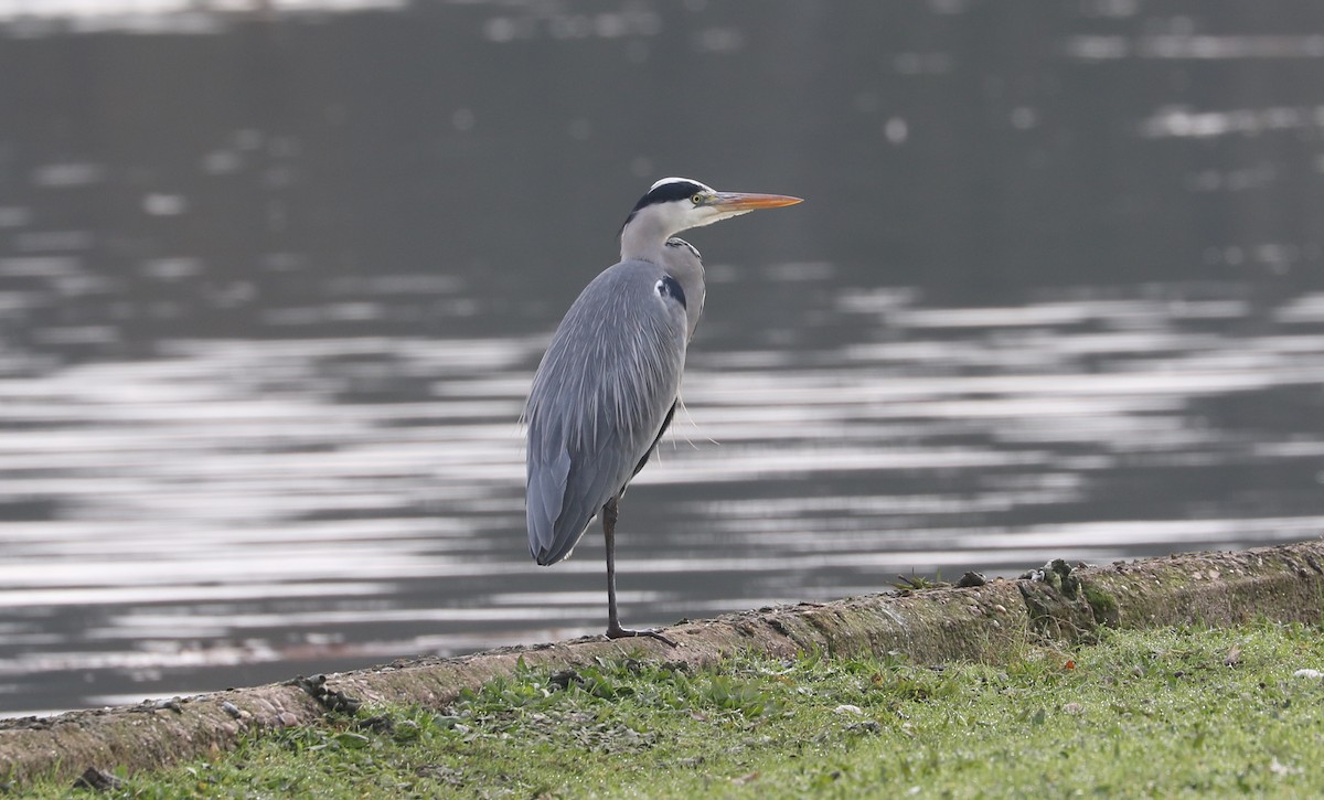 Gray Heron - ML645995336