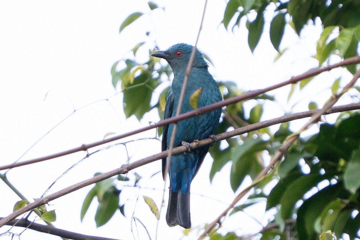 Asian Fairy-bluebird - ML645995337