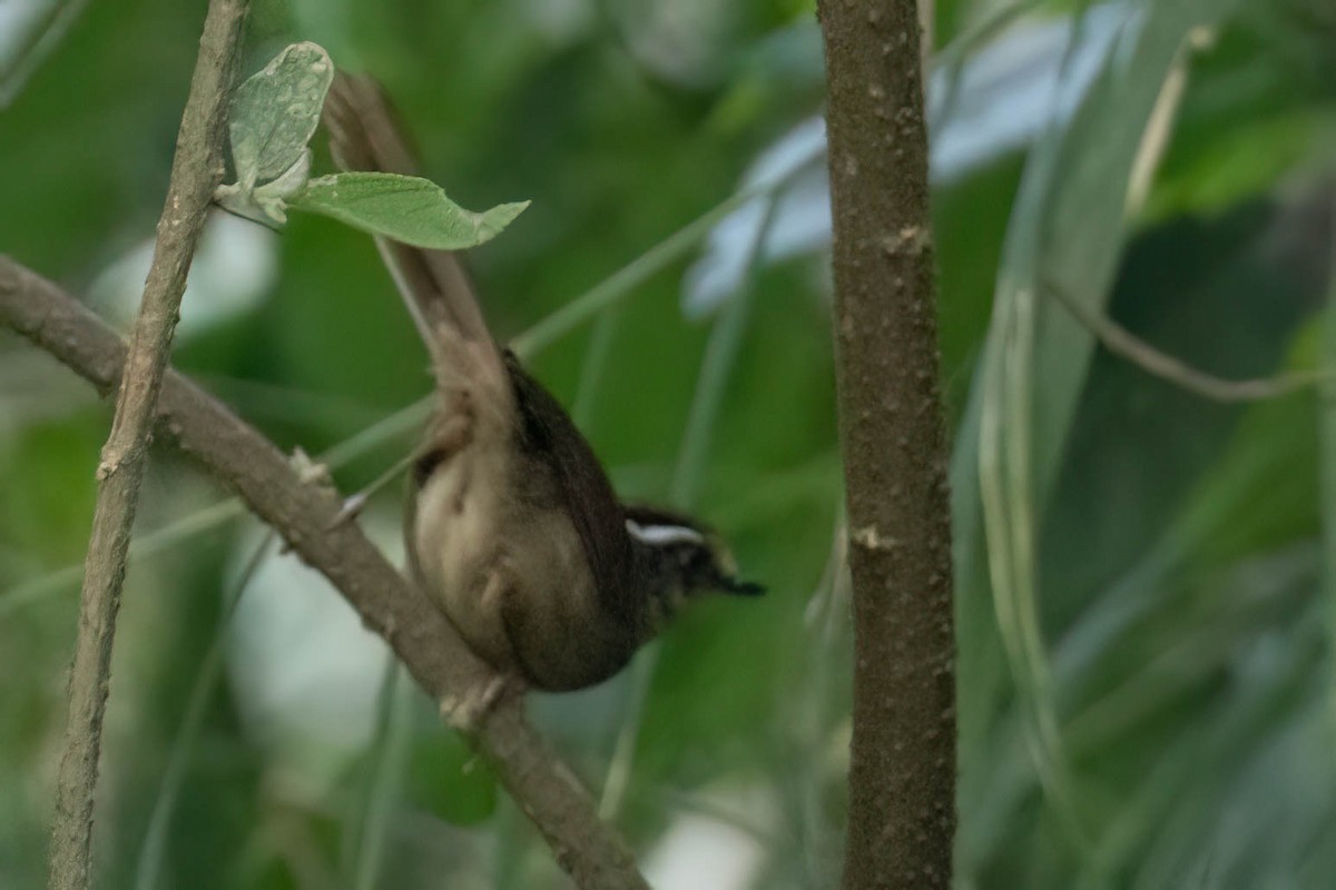 Rusty-capped Fulvetta - ML645995340