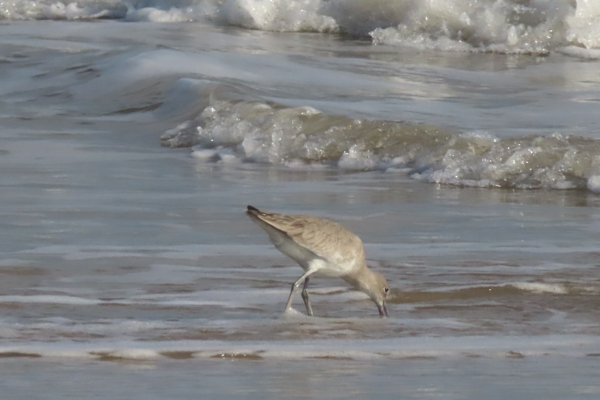 Willet - ML645995341