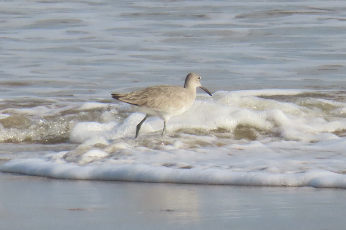 Willet - ML645995342