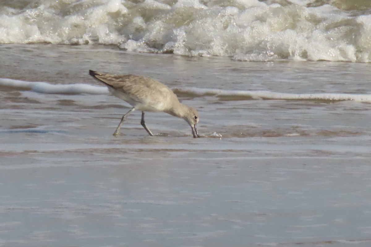 Willet - ML645995343