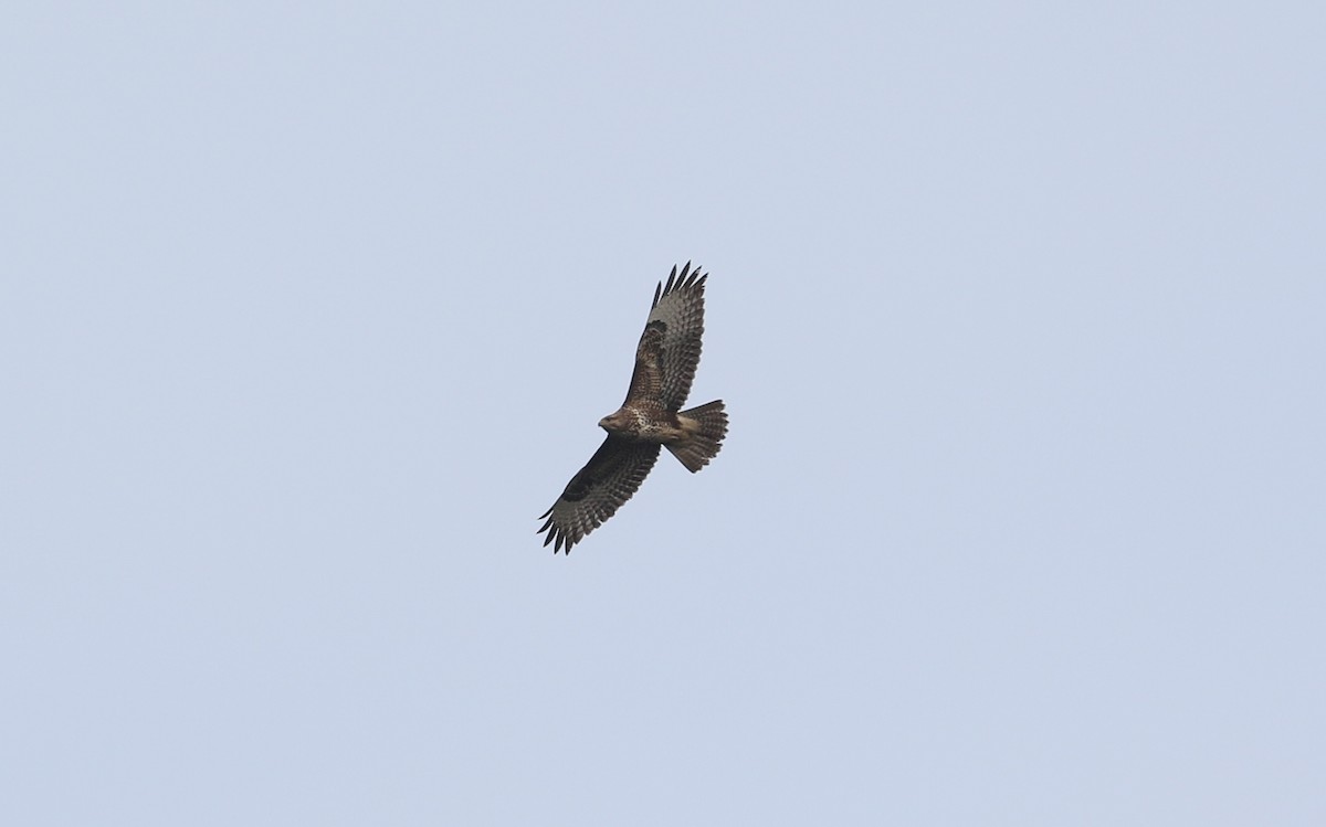 Common Buzzard - ML645995344