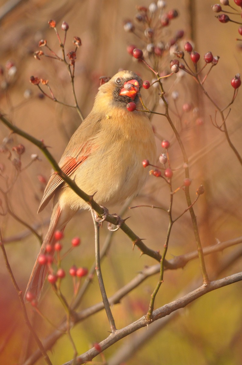Northern Cardinal - ML645995345