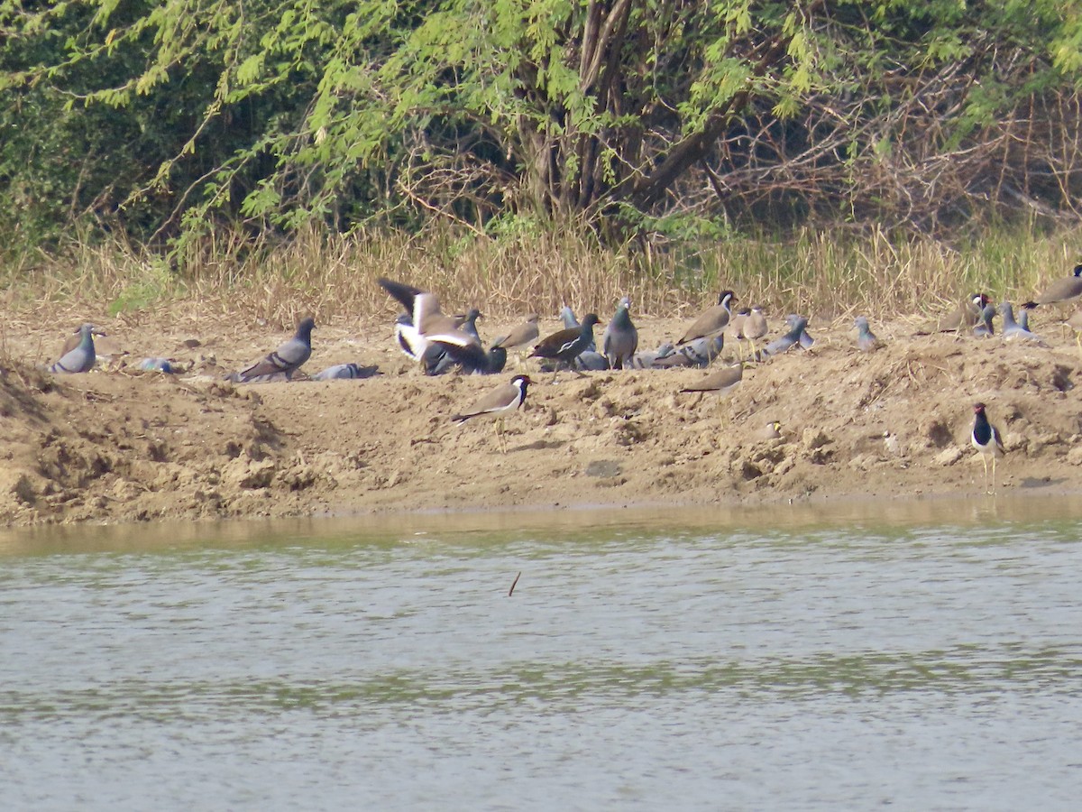 Rock Pigeon (Feral Pigeon) - ML645995348
