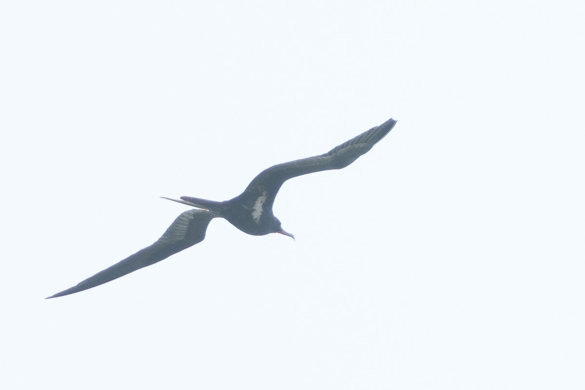 Lesser Frigatebird - ML645995355