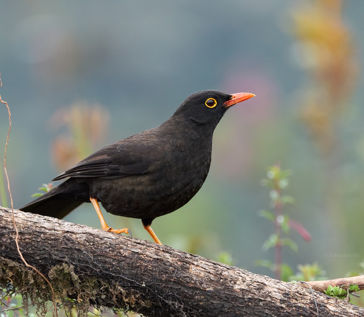 drozd velký - ML645995358