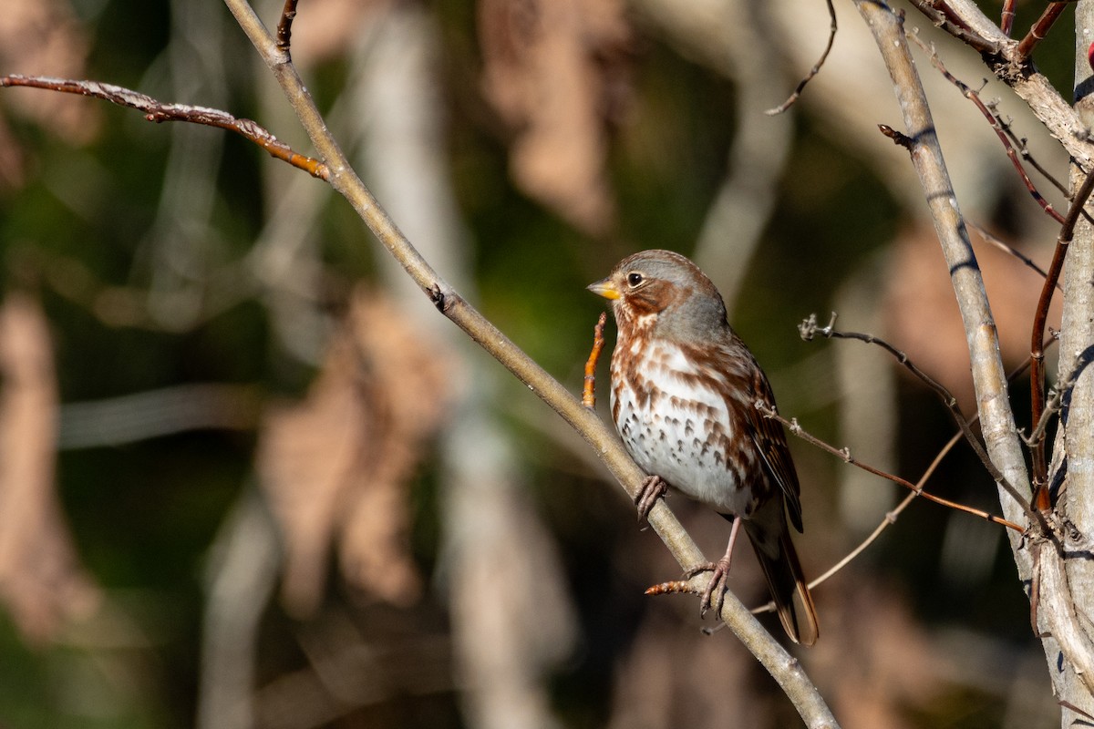 strnadec kaštanový (ssp. iliaca/zaboria) - ML645995366