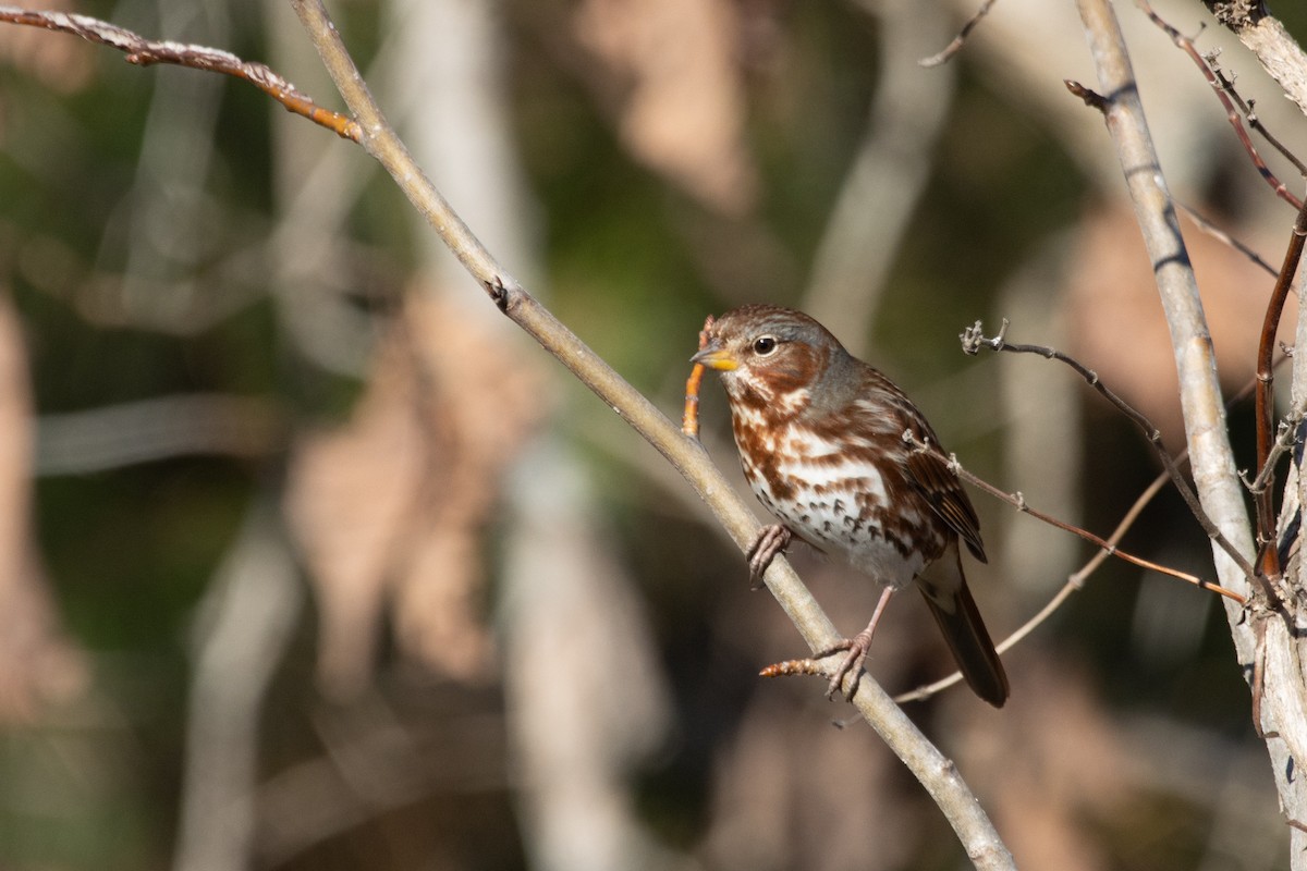 strnadec kaštanový (ssp. iliaca/zaboria) - ML645995367