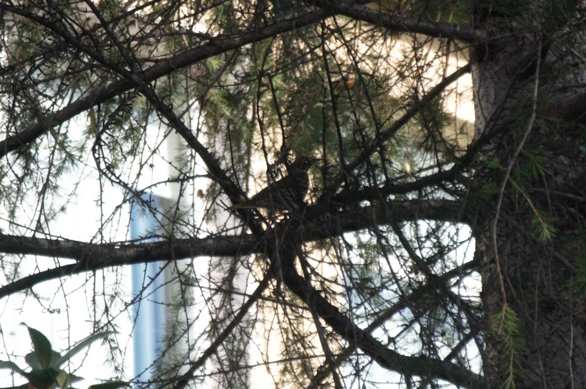 ヤドリギツグミ - ML645995369