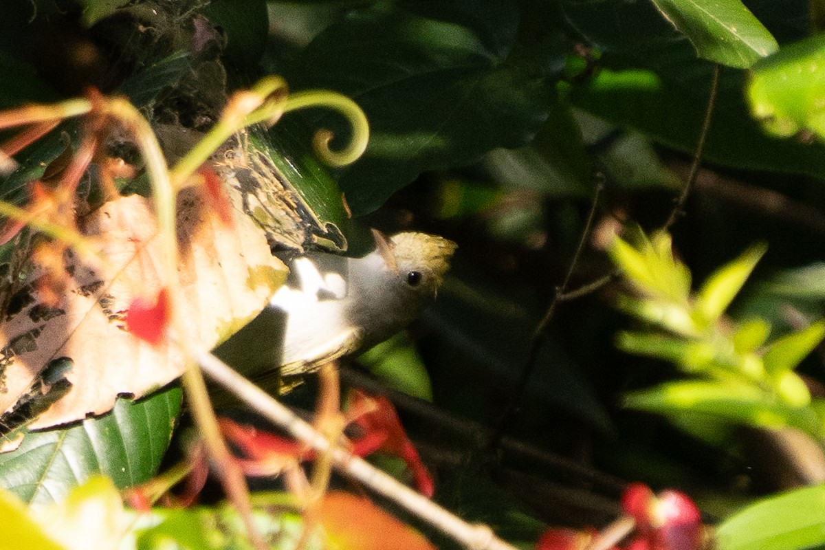 Haubenvireo - ML645995379