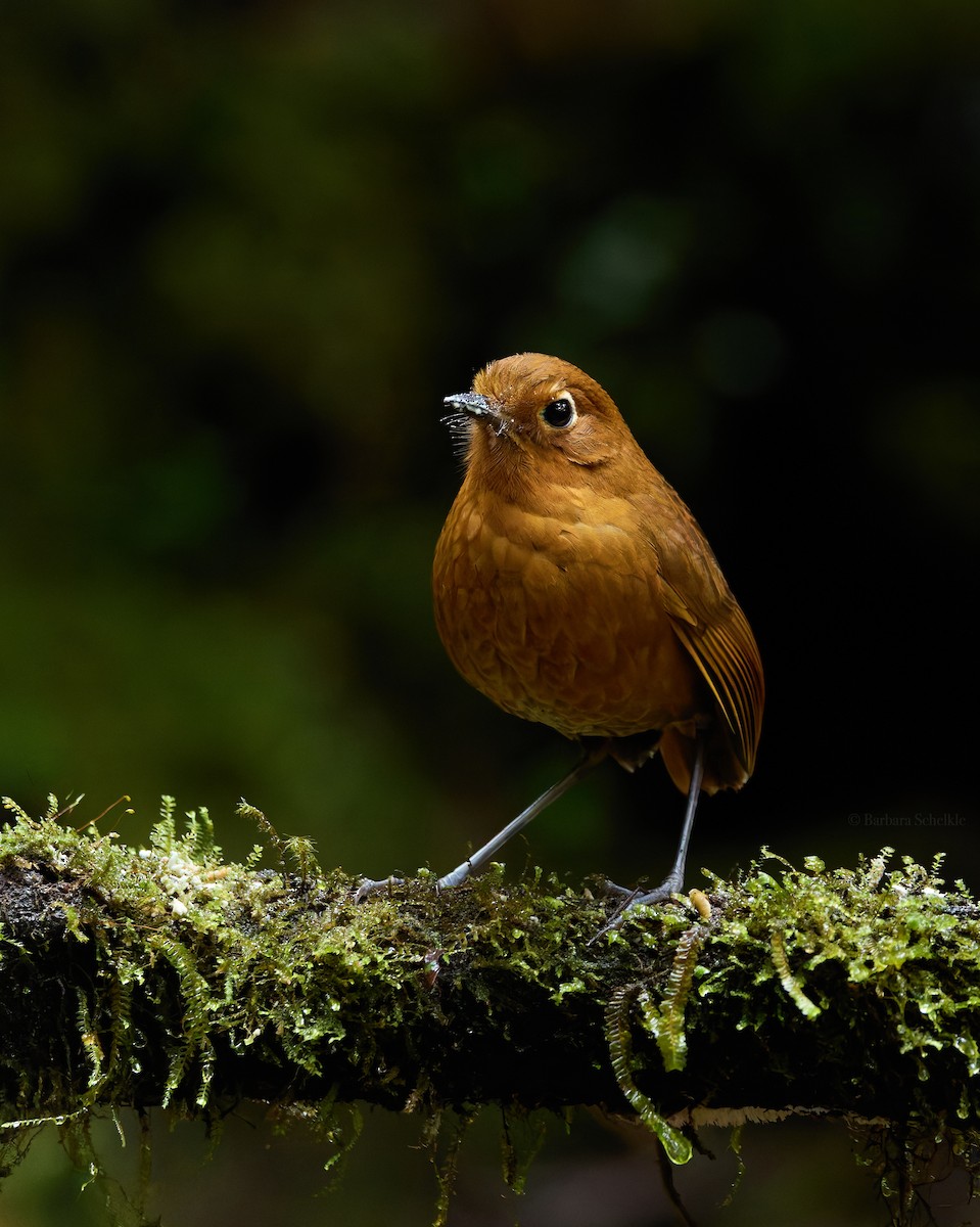 Urubamba Antpitta - ML645995381