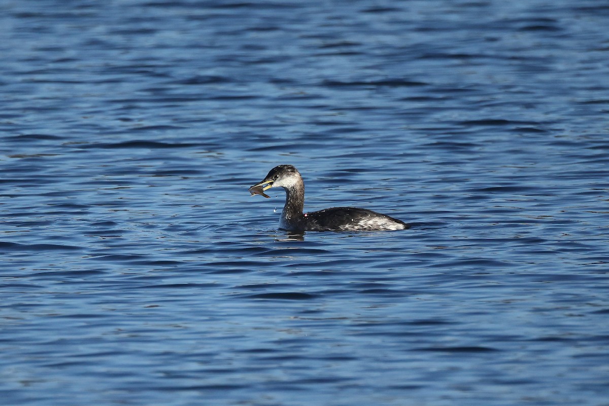 Svasso collorosso - ML645995383