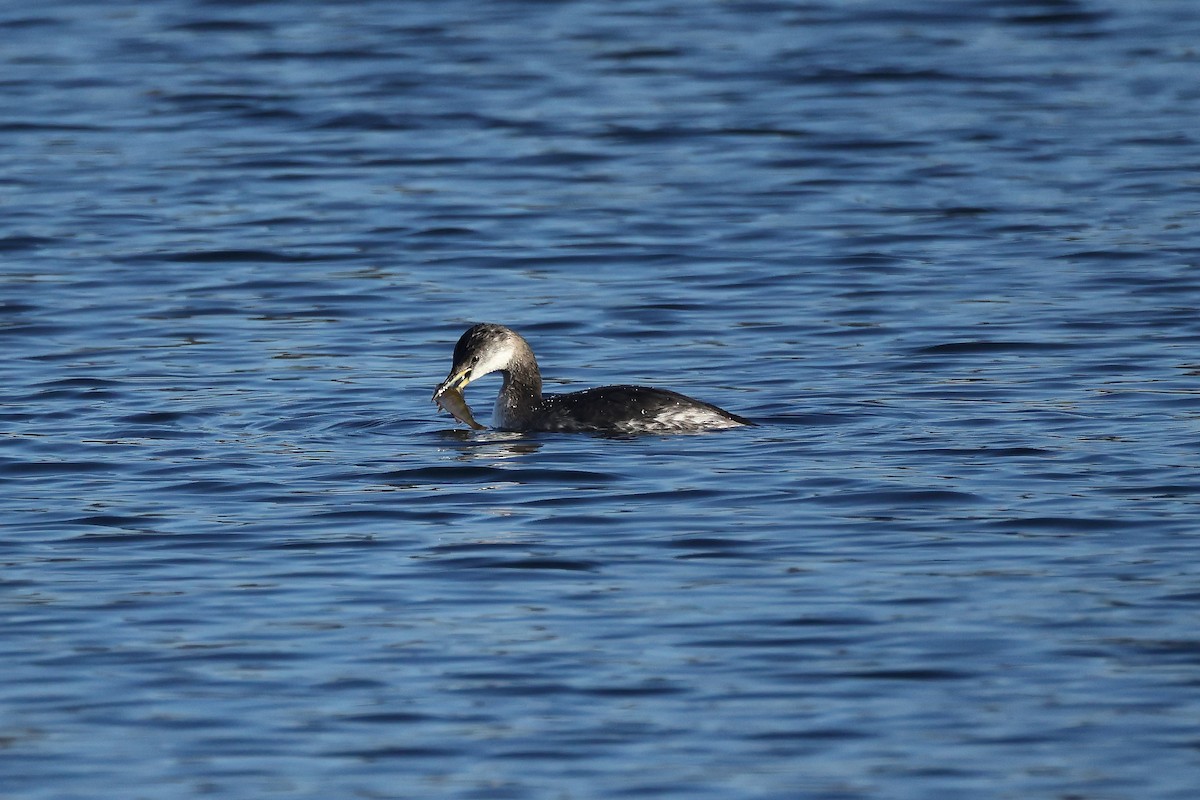 Svasso collorosso - ML645995385