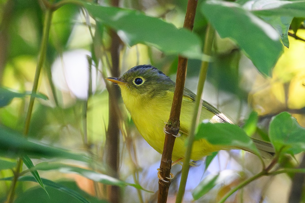 Bianchi's Warbler - ML645995387