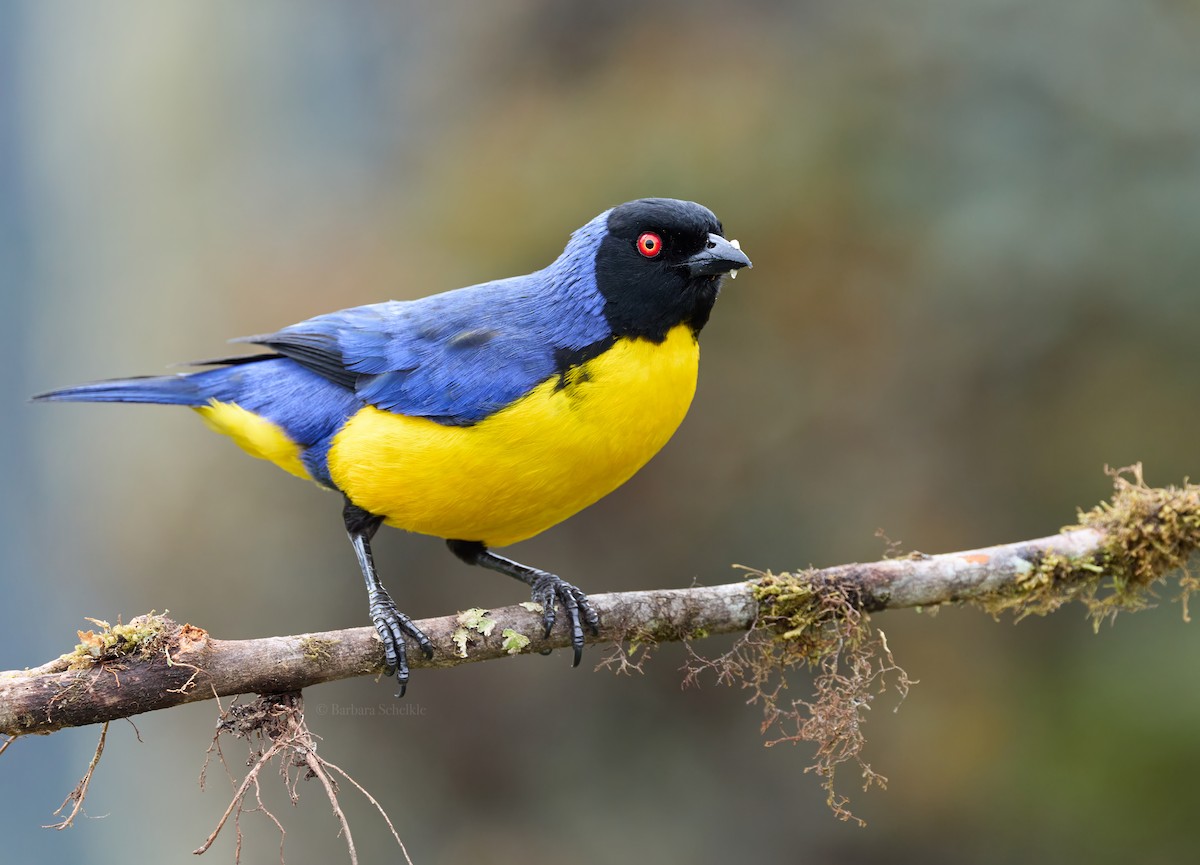 Hooded Mountain Tanager - ML645995391