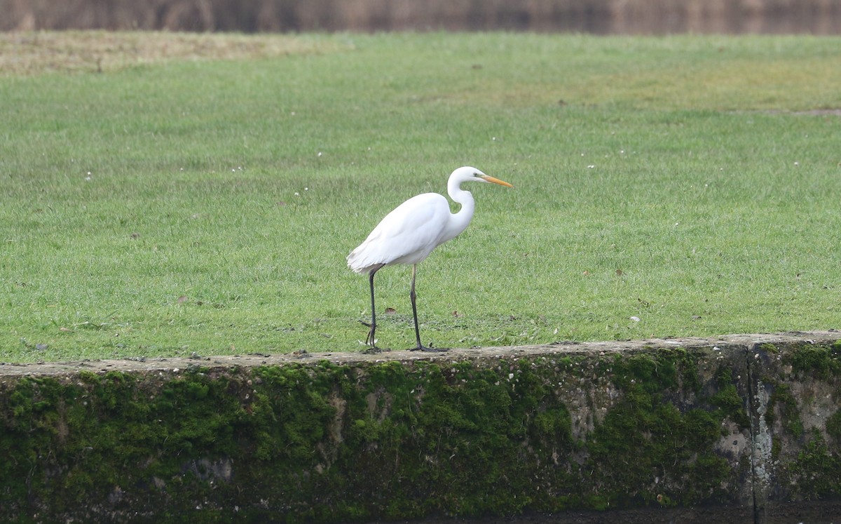 Great Egret - ML645995393