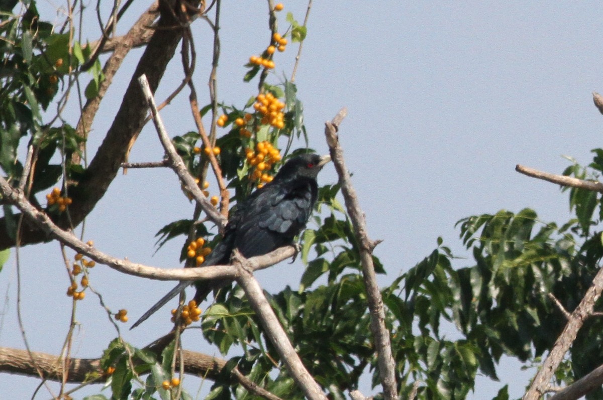 Asian Koel - ML645995396