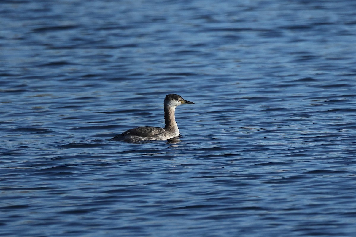 Svasso collorosso - ML645995399