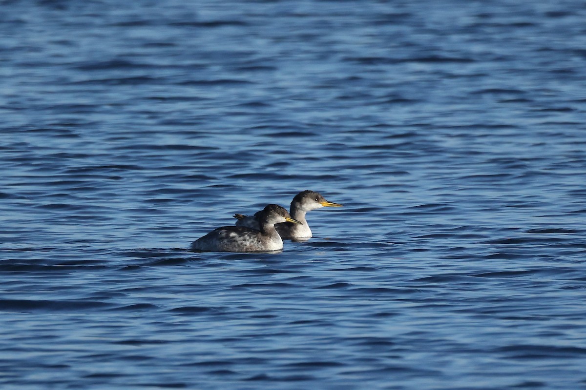 Svasso collorosso - ML645995400