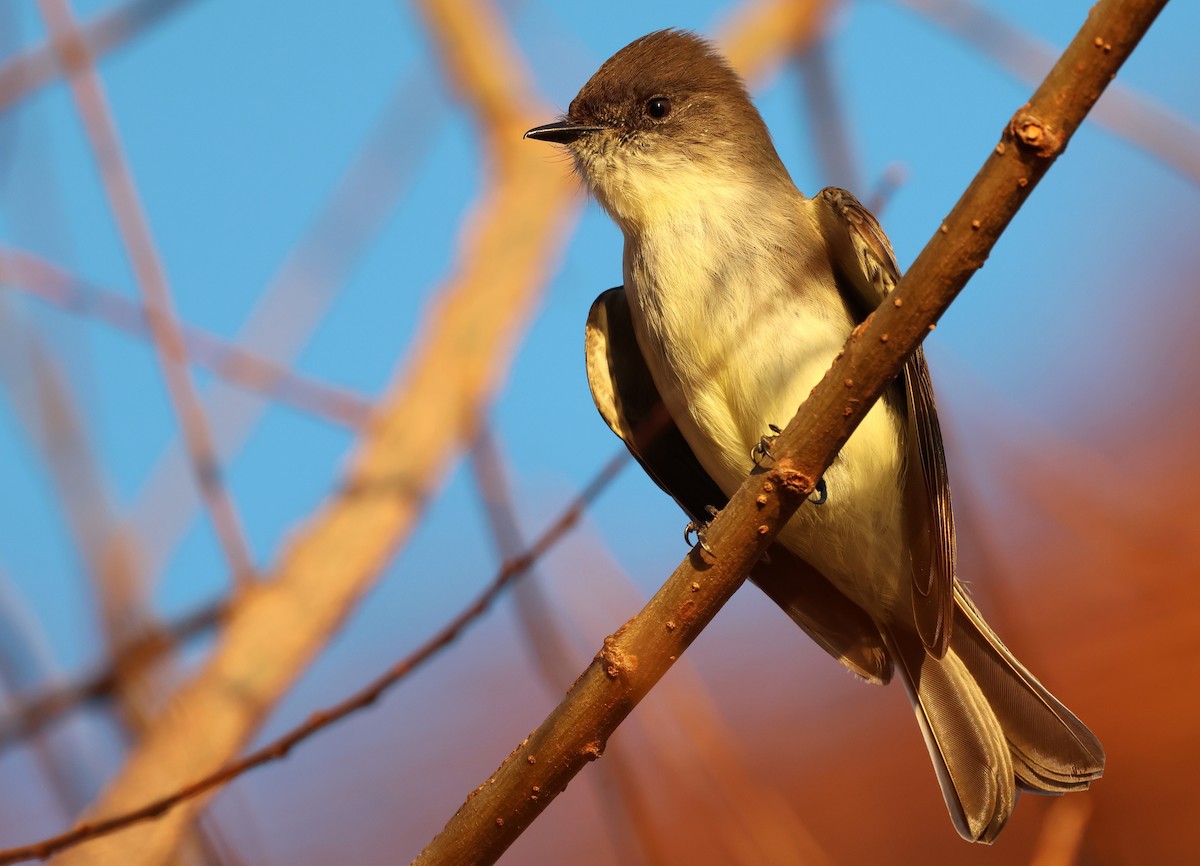 Eastern Phoebe - ML645995402