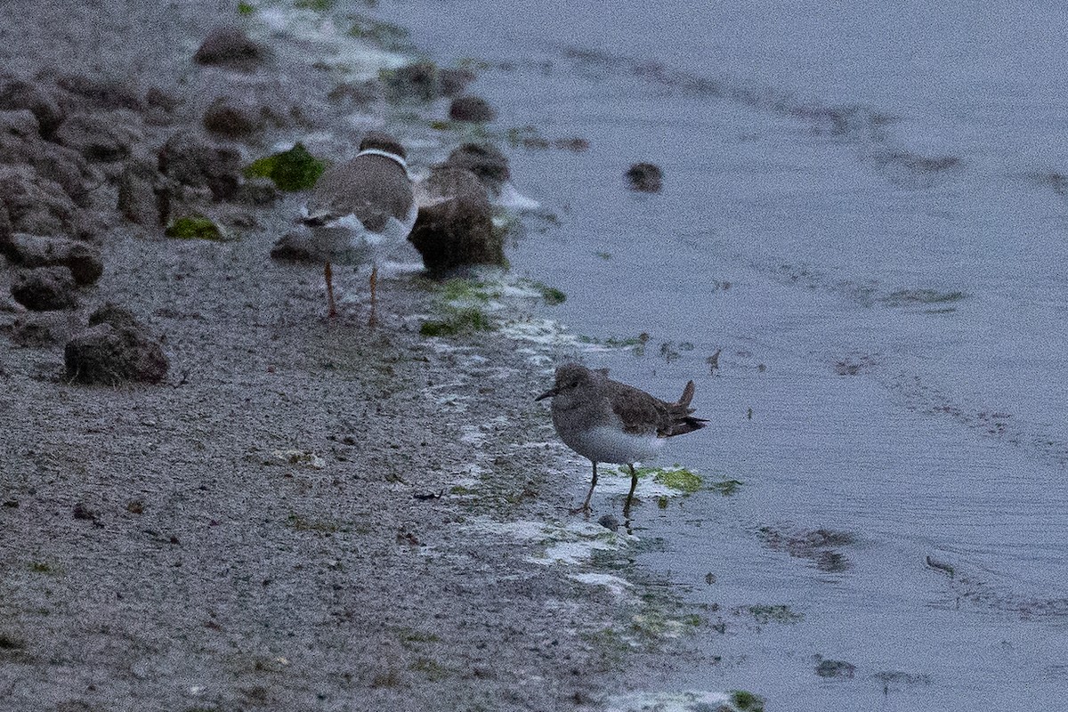 Temminck's Stint - ML645995406