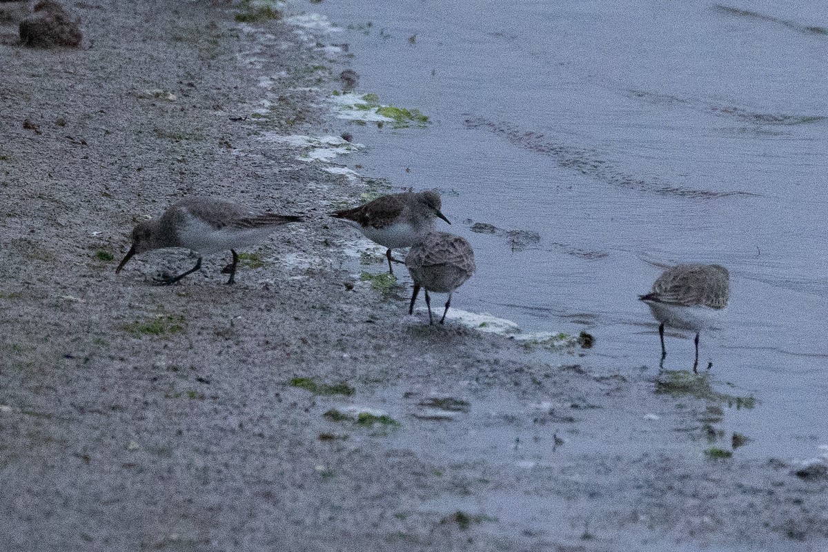 Temminck's Stint - ML645995408