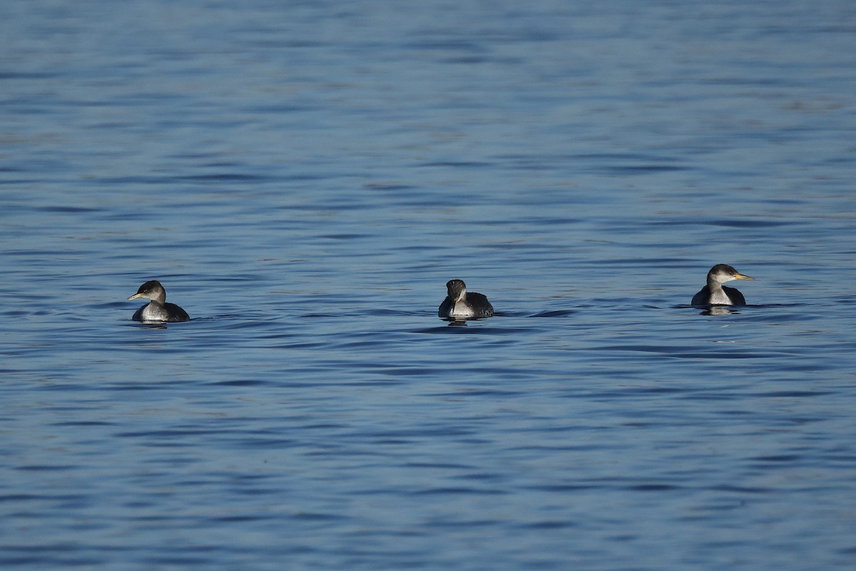 Svasso collorosso - ML645995409