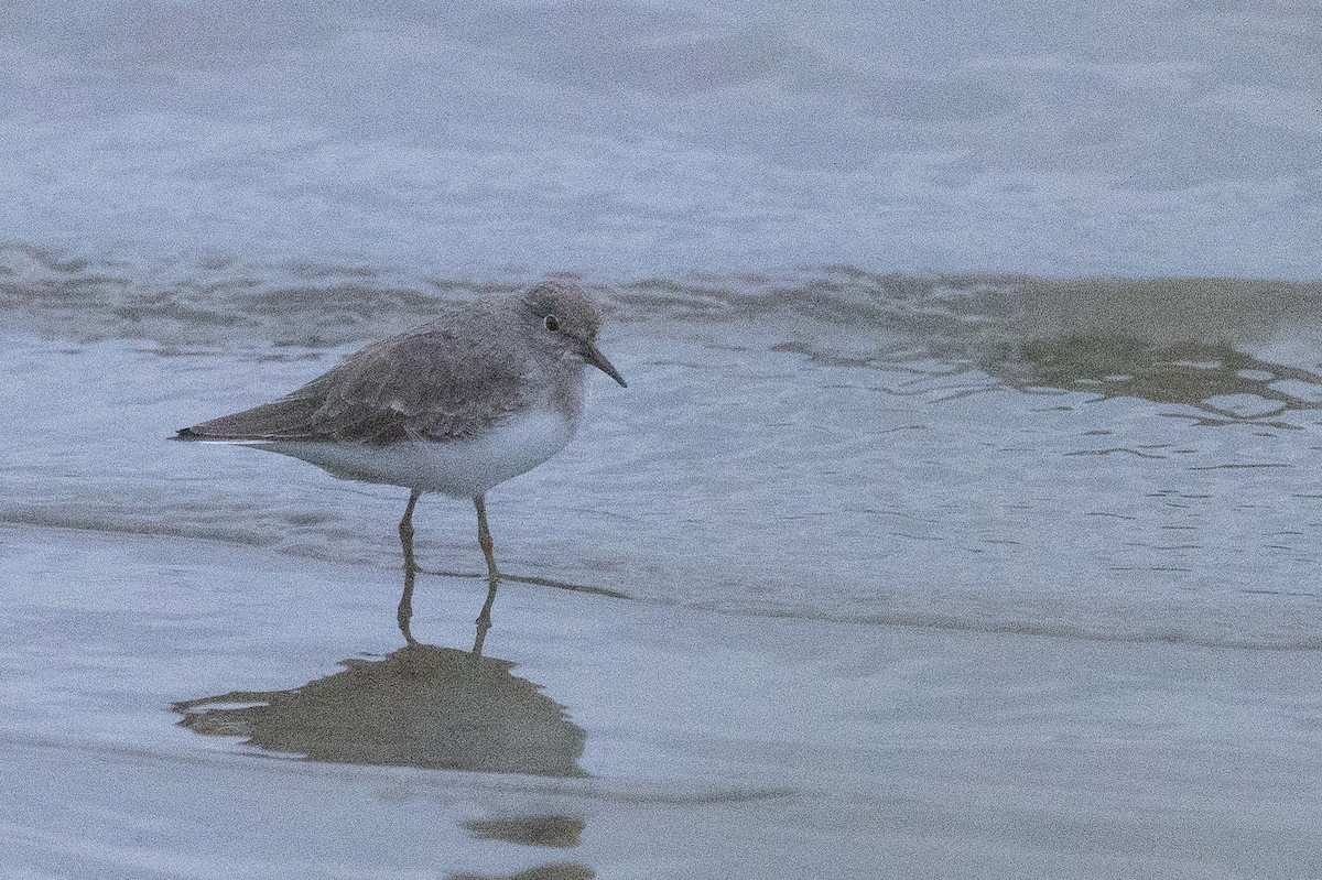 Temminck's Stint - ML645995410