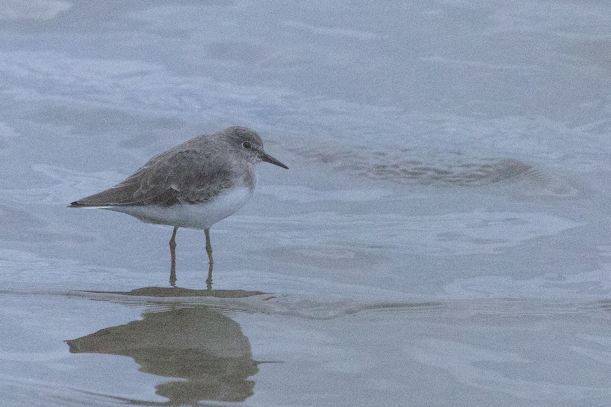 Temminck's Stint - ML645995411