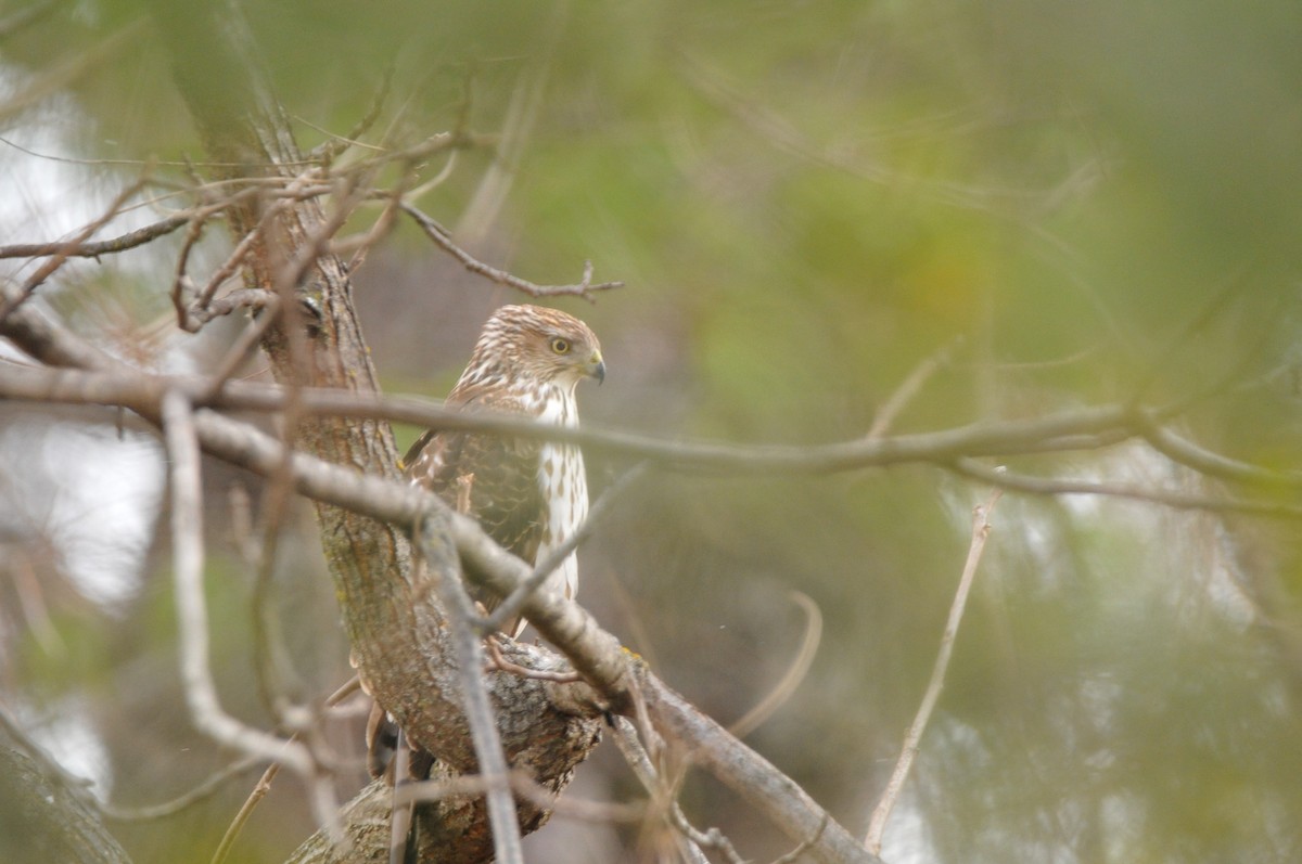 Cooper's Hawk - ML645995412