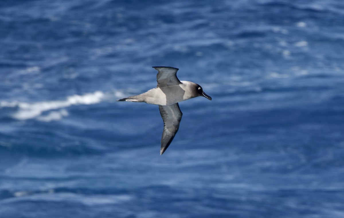 Albatros hauskara - ML645995417