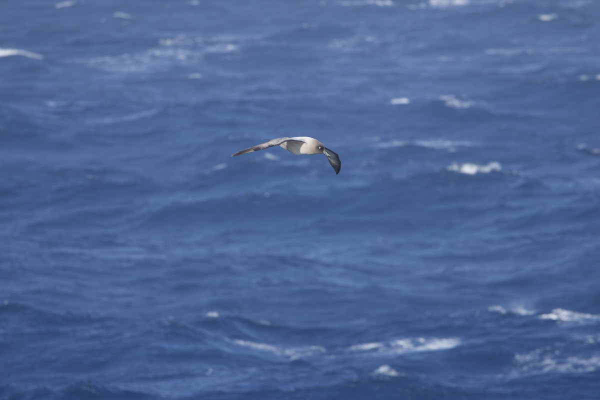 Albatros hauskara - ML645995418