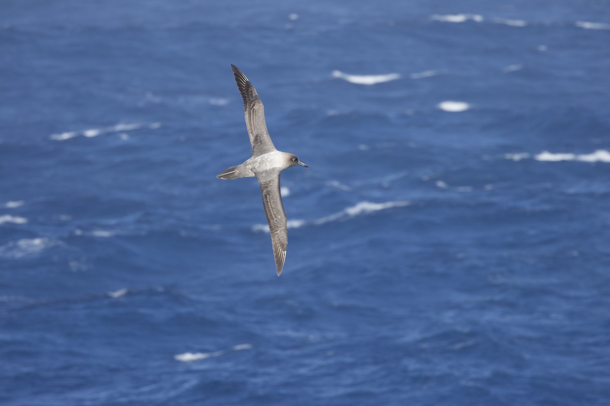 Albatros hauskara - ML645995419