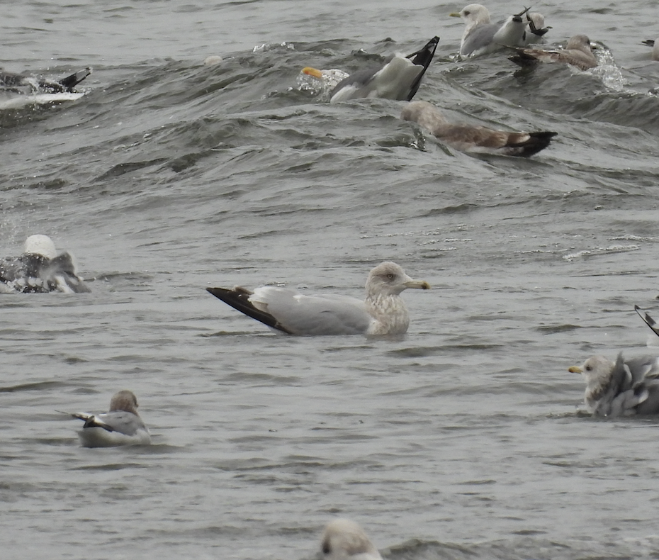American Herring Gull - ML645995421