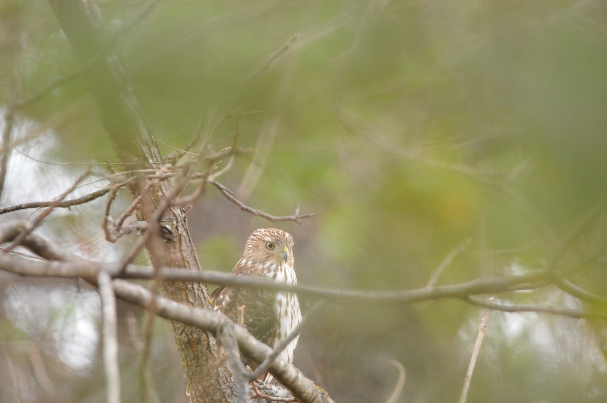 Cooper's Hawk - ML645995426