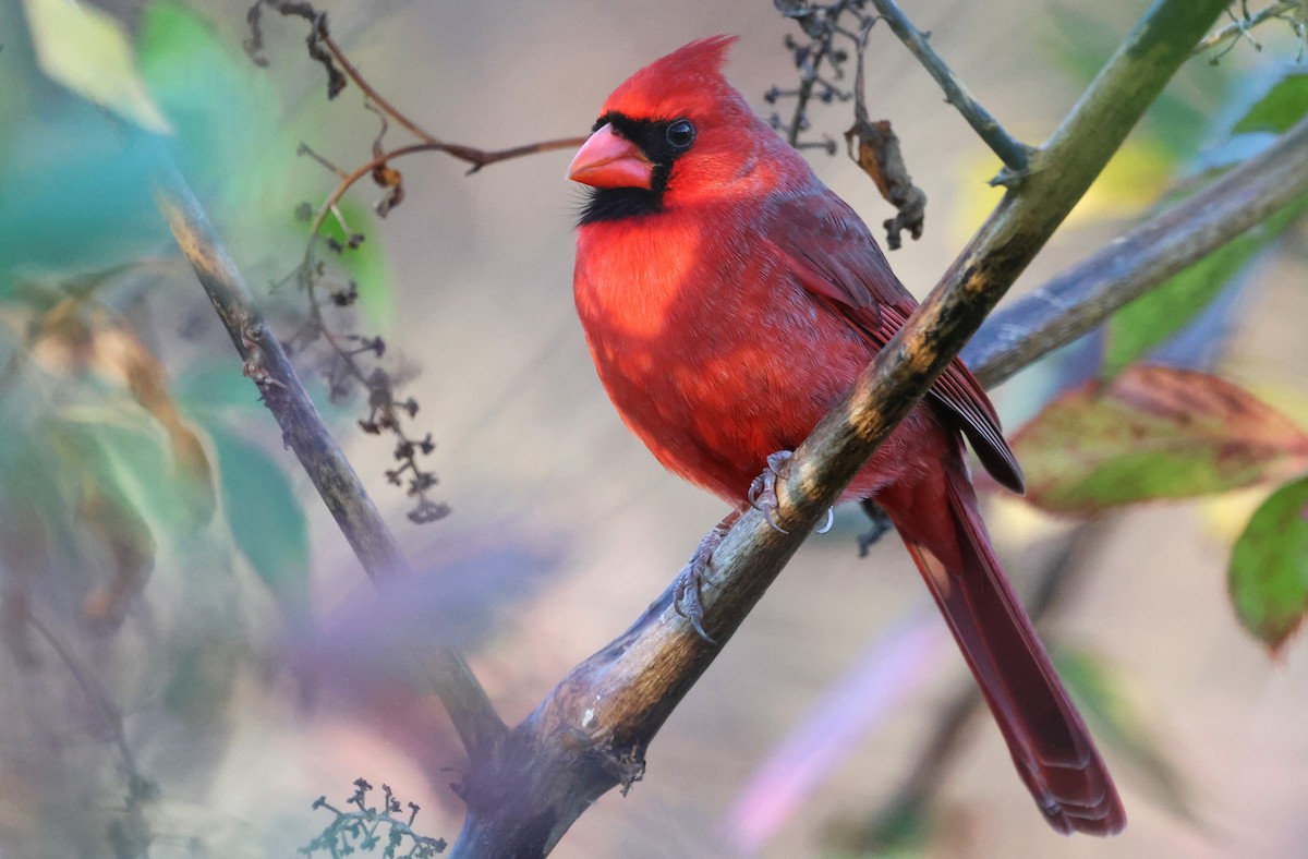 Красный кардинал - ML645995428