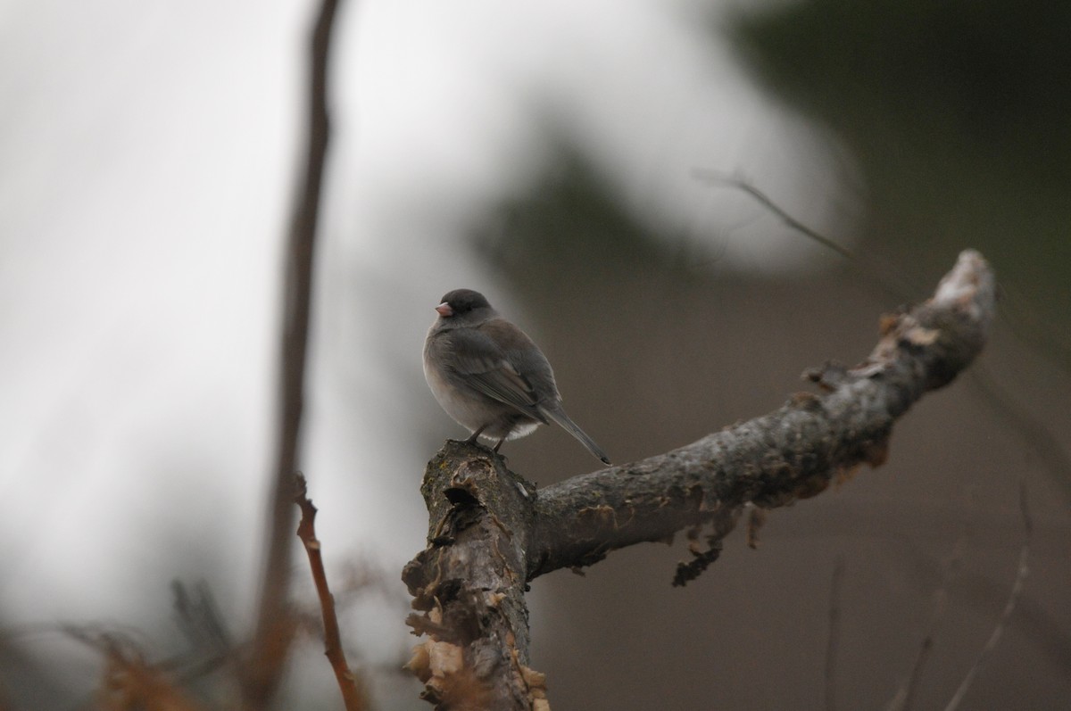 Dark-eyed Junco - ML645995429