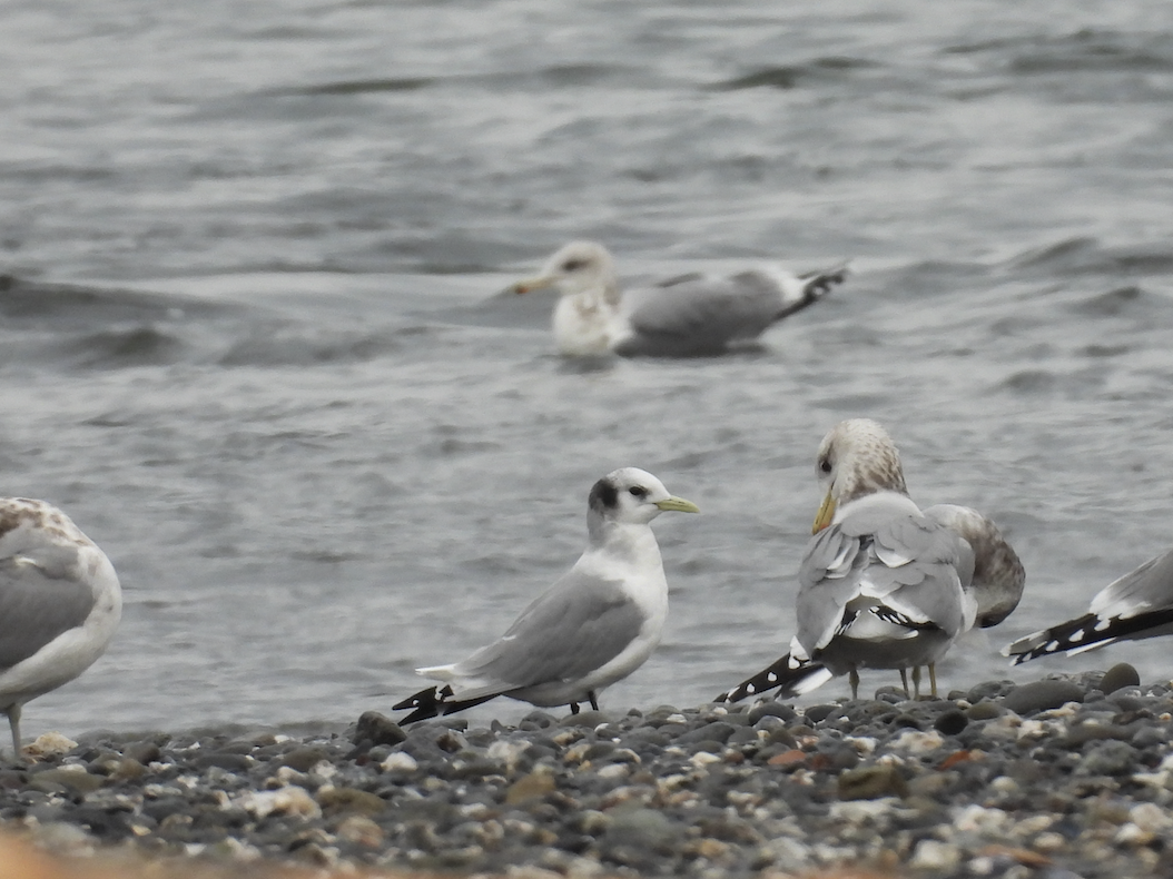 Kara Ayaklı Martı - ML645995430