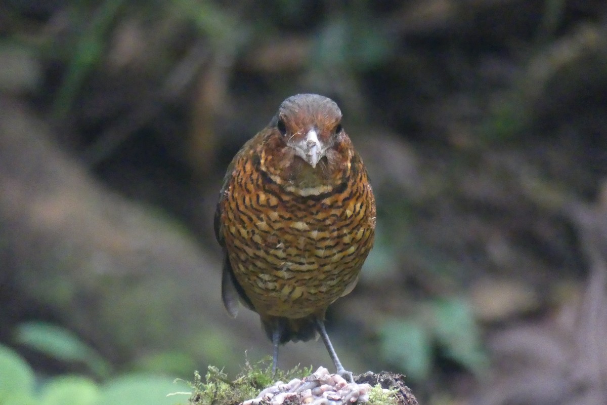 オニジアリドリ - ML645995435