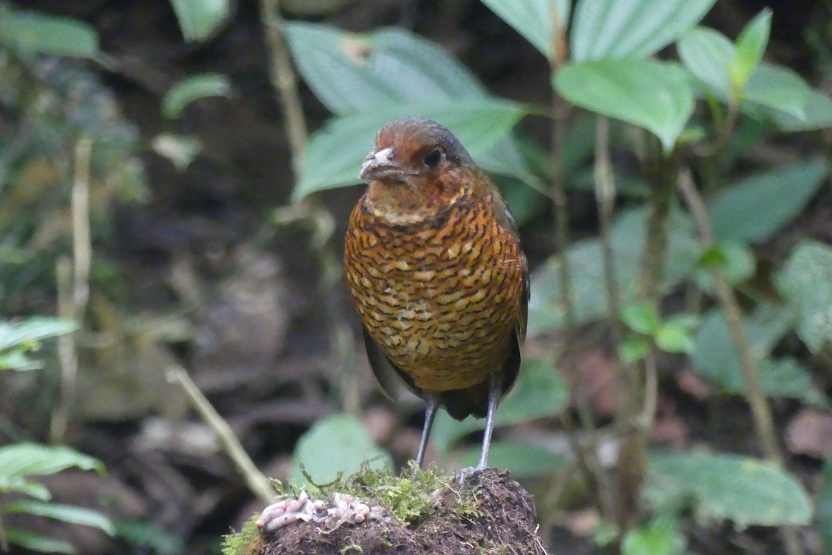 オニジアリドリ - ML645995436