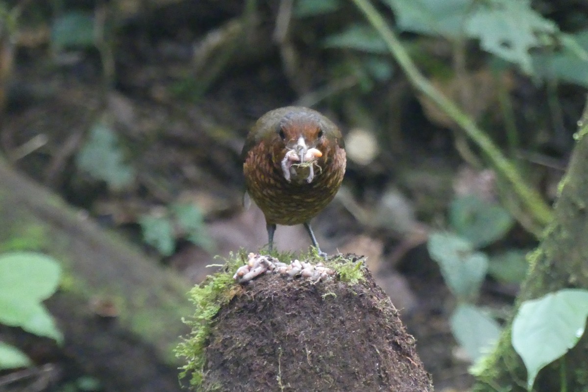 オニジアリドリ - ML645995437